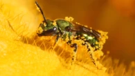 Humidity makes these bees go from blue to green