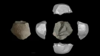 An extinct human species made surprisingly creative butchery tools