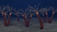 450-million year old jellyfish ancestor looks like a flailing carwash tubeman