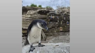 Walter the penguin loves popping bubbles