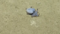 Golf ball-sized octopus discovered near the Galápagos Islands