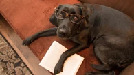 Test your dog or cat’s IQ using these simple tricks