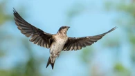 370 million birds will migrate tonight