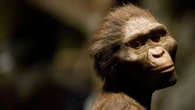 Why humans don’t have tails