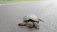How to help a turtle cross the road