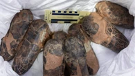 Rare dinosaur fossils finally returned to Mongolia 20 years after theft
