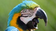 Parrots use names to talk to each other