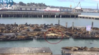 How to watch Chonkers, the 2,000-pound sea lion live from San Francisco