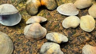 Invasive (but delicious) clams discovered in Cape Cod