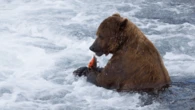 Fat Bear Week champion Chunk spotted taking a stroll in Alaska