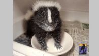 Found a baby skunk? Please don’t feed it.