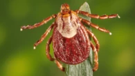 Fact or myth? Ticks can drop out of trees like paratroopers.