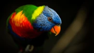 Colorful songbirds face higher risk of extinction