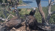 Luna the eagle chases off nest intruder, as mom Jackie recovers