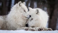 Do animals really mate for life?