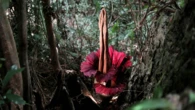 Rare rotting-flesh smelling flower blooming at a Massachusetts college