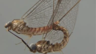 Mayflies have crazy, acrobatic sex
