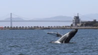‘Save Willy Act’ introduced in California to help save whales in Bay Area
