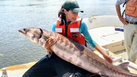 Sturgeon sex creates thundering noise in New York