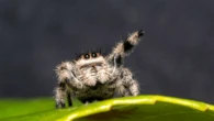 Jumping spiders inspire wildly efficient 3D camera