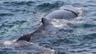 Young humpback whale freed from fishing line near Cape Cod