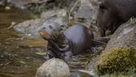 Earth’s largest otters have chocolate bar-sized babies