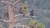 Why Jackie and Shadow’s home is the place to be for young eagles