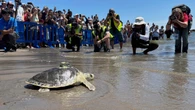 Pancake the sea turtle released back into the Atlantic