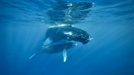 513 humpback whales gather at massive Caribbean breeding ground