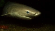 Mysterious giant sharks that outlived the dinosaurs lurking in Puget Sound
