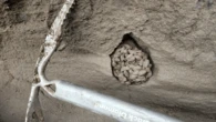 To reconstruct an ancient ecosystem, the proof is in the squirrel poop