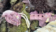 Sea otter bones can turn purple