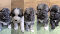 Denali’s adorable Sled Dog Puppy Cam is back for 2026