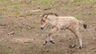 Rare Przewalski’s horse born in New York