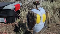 Robot birds deployed in Grand Teton National Park for sexy time