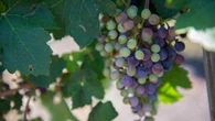 Grape seeds from Texas are going to space