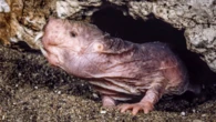 Not all naked mole-rat queens go out in a blaze of bloody violence