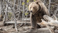CAUTION: That dead elk in Yellowstone could be grizzly bear bait