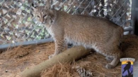 Bobcat that survived being hit by a car gets a custom-built kennel