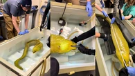 Thomas the moray eel goes to the doctor