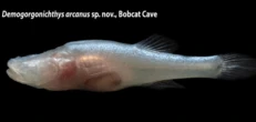 New eyeless ‘demon cavefish’ discovered in Alabama named after mythological Demogorgon