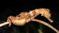 Florida students watch male seahorse give birth in the wild