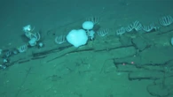 745-mile whale graveyard found at the bottom of Indian Ocean