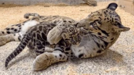 New clouded leopard cub is the size of a loaf of bread