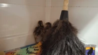 Orphaned baby turkeys think a feather duster is their mom
