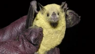 Bats covered in pollen make tequila possible