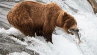 Fat Bear season officially kicks off today with live cam