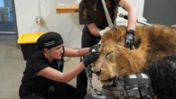 Lion undergoes double cataract surgery