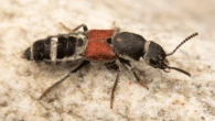 61 new beetles discovered in China