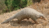 Pangolins are the world’s most trafficked mammal. A nearly 200-year-old specimen could help.